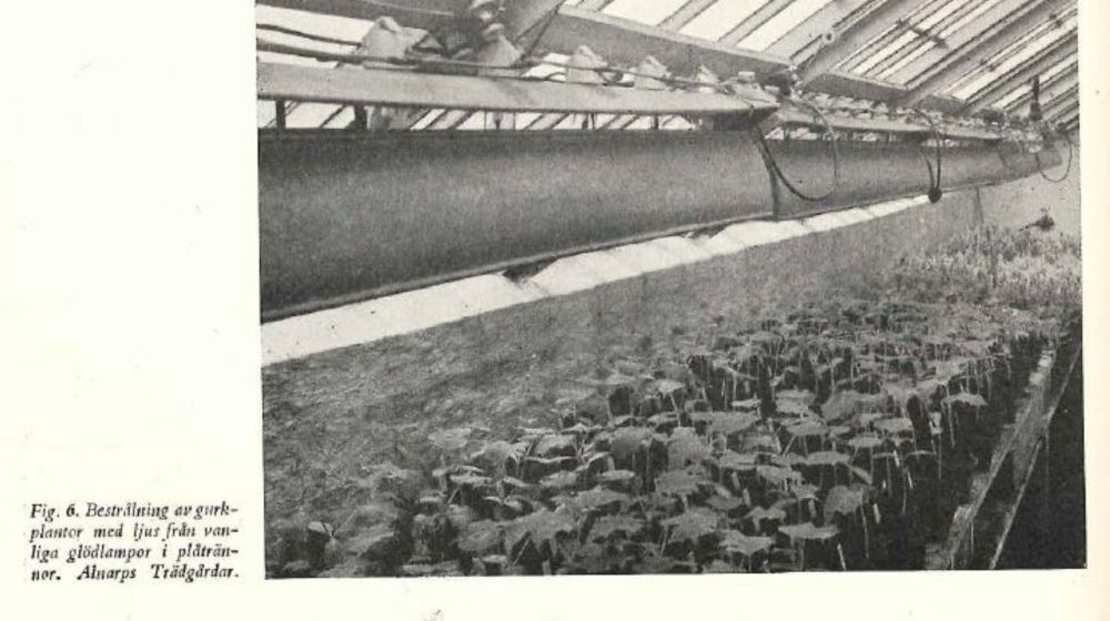 "Bestrålning av grukplantor med ljus från vanliga glödlampor i plåtrännor. Alnarps Trädgårdar" Foto:Svenska trädgårdar (Lind & Thulin 1939)